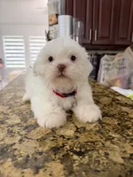 Nicky, a male Shih Tzu for sale in Cape Coral, FL – 3 of 10