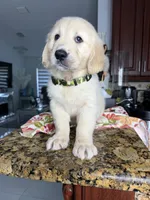Max, a male Golden Retriever for sale in Cape Coral, FL – 8 of 10