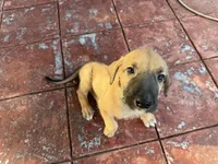 TEAL COLLAR - BOY, a  Irish Wolfhound for sale in Oceanside, NY – 3 of 10