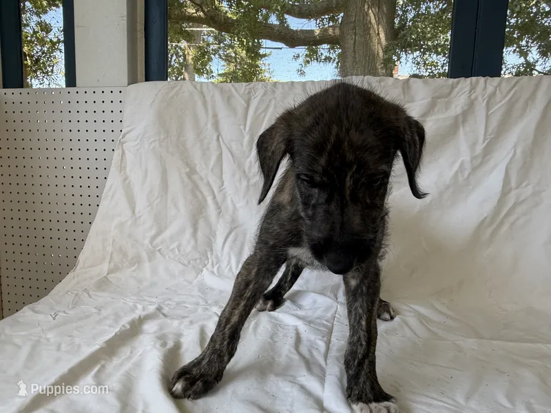 Blue Collar Boy – Irish Wolfhound puppy for sale in Oceanside, NY