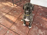 Yellow collar - Boy, a male Irish Wolfhound for sale in Oceanside, NY – 1 of 9