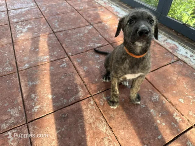 Orange Collar - BOY – Irish Wolfhound puppy for sale in Oceanside, NY