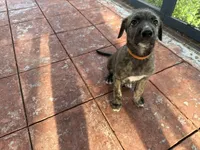 Orange Collar - BOY, a male Irish Wolfhound for sale in Oceanside, NY – 1 of 8