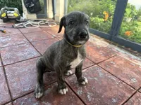 Yellow collar - Boy, a male Irish Wolfhound for sale in Oceanside, NY – 8 of 9