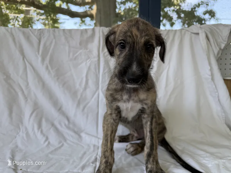 Red Collar Boy – Irish Wolfhound puppy for sale in Oceanside, NY