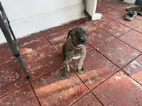 Orange Collar - BOY, a male Irish Wolfhound for sale in Oceanside, NY – 8 of 8
