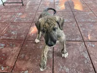 Red Collar Boy, a male Irish Wolfhound for sale in Oceanside, NY – 4 of 8