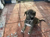 Pink Collar- GIRL, a  Irish Wolfhound for sale in Oceanside, NY – 7 of 8