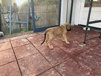 TEAL COLLAR - BOY, a  Irish Wolfhound for sale in Oceanside, NY – 6 of 10
