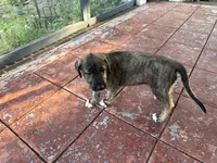 Hot Pink Collar- GIRL, a female Irish Wolfhound for sale in Oceanside, NY – 8 of 10