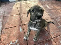Pink Collar- GIRL, a  Irish Wolfhound for sale in Oceanside, NY – 1 of 8