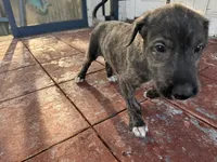 Yellow collar - Boy, a male Irish Wolfhound for sale in Oceanside, NY – 2 of 9
