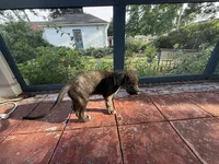 Blue Collar Boy, a male Irish Wolfhound for sale in Oceanside, NY – 5 of 5