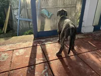 Yellow collar - Boy, a male Irish Wolfhound for sale in Oceanside, NY – 5 of 9
