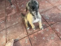 Grey Collar - GIRL, a female Irish Wolfhound for sale in Oceanside, NY – 1 of 9