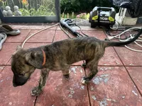 Orange Collar - BOY, a male Irish Wolfhound for sale in Oceanside, NY – 7 of 8