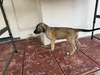 Grey Collar - GIRL, a female Irish Wolfhound for sale in Oceanside, NY – 2 of 9