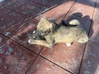 Purple Collar - BOY, a  Irish Wolfhound for sale in Oceanside, NY – 3 of 10