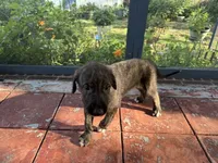 Blue Collar Boy, a male Irish Wolfhound for sale in Oceanside, NY – 2 of 5