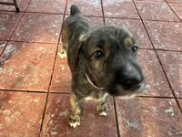 Pink Collar- GIRL, a  Irish Wolfhound for sale in Oceanside, NY – 4 of 8