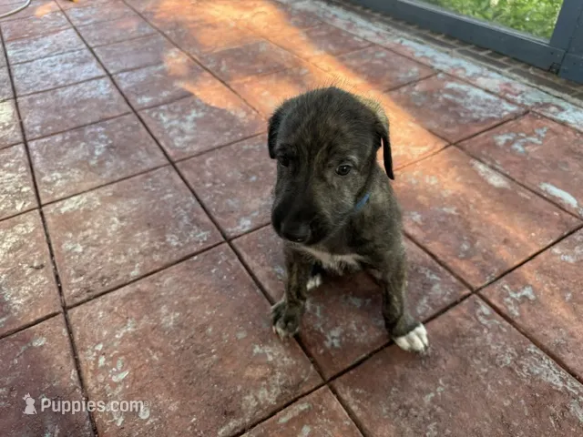 Blue Collar Boy – Irish Wolfhound puppy for sale in Oceanside, NY
