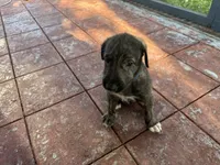 Blue Collar Boy, a male Irish Wolfhound for sale in Oceanside, NY – 1 of 5