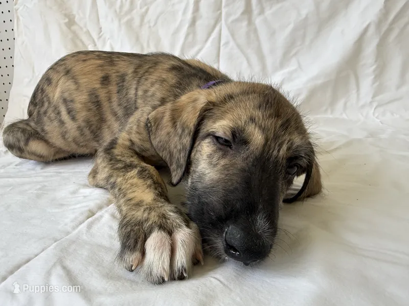 Purple Collar Boy – Irish Wolfhound puppy for sale in Oceanside, NY