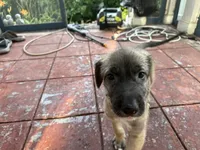 Grey Collar - GIRL, a female Irish Wolfhound for sale in Oceanside, NY – 6 of 9