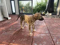 Purple Collar - BOY, a  Irish Wolfhound for sale in Oceanside, NY – 10 of 10