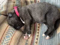 Hot Pink Collar- GIRL, a female Irish Wolfhound for sale in Oceanside, NY – 9 of 10