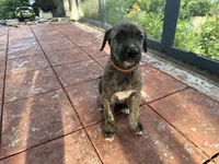 Orange Collar - BOY, a male Irish Wolfhound for sale in Oceanside, NY – 5 of 8