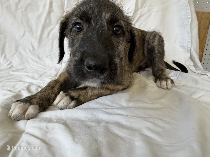 Hot Pink Collar Girl – Irish Wolfhound puppy for sale in Oceanside, NY