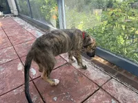 Red Collar Boy, a male Irish Wolfhound for sale in Oceanside, NY – 5 of 8