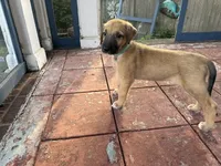 TEAL COLLAR - BOY, a  Irish Wolfhound for sale in Oceanside, NY – 10 of 10