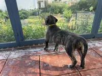 Yellow collar - Boy, a male Irish Wolfhound for sale in Oceanside, NY – 3 of 9