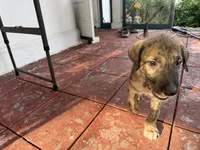 Purple Collar - BOY, a  Irish Wolfhound for sale in Oceanside, NY – 5 of 10