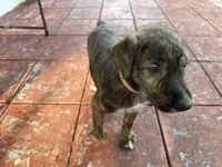 Pink Collar- GIRL, a  Irish Wolfhound for sale in Oceanside, NY – 2 of 8