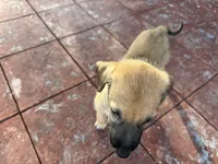 TEAL COLLAR - BOY, a  Irish Wolfhound for sale in Oceanside, NY – 1 of 10