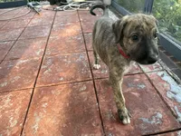 Red Collar Boy, a male Irish Wolfhound for sale in Oceanside, NY – 2 of 8