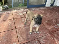 Grey Collar - GIRL, a female Irish Wolfhound for sale in Oceanside, NY – 9 of 9