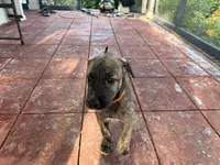 Orange Collar - BOY, a male Irish Wolfhound for sale in Oceanside, NY – 2 of 8