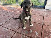 Hot Pink Collar- GIRL, a female Irish Wolfhound for sale in Oceanside, NY – 6 of 10