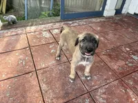 Grey Collar - GIRL, a female Irish Wolfhound for sale in Oceanside, NY – 3 of 9