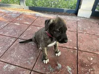 Hot Pink Collar- GIRL, a female Irish Wolfhound for sale in Oceanside, NY – 1 of 10