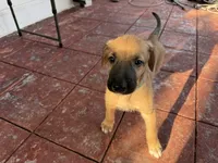 TEAL COLLAR - BOY, a  Irish Wolfhound for sale in Oceanside, NY – 2 of 10