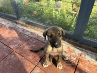 Purple Collar - BOY, a  Irish Wolfhound for sale in Oceanside, NY – 6 of 10