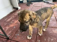 Purple Collar - BOY, a  Irish Wolfhound for sale in Oceanside, NY – 9 of 10