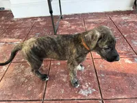 Orange Collar - BOY, a male Irish Wolfhound for sale in Oceanside, NY – 4 of 8