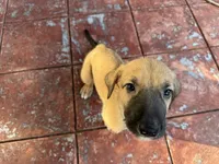 TEAL COLLAR - BOY, a  Irish Wolfhound for sale in Oceanside, NY – 9 of 10