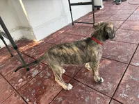 Red Collar Boy, a male Irish Wolfhound for sale in Oceanside, NY – 7 of 8